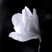 Sugar Magnolias 3