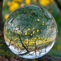 Srikannya Chakraborty