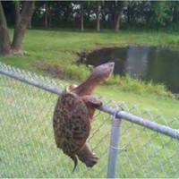 Tommy Turtle