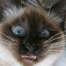 Sir Chucklenutstm