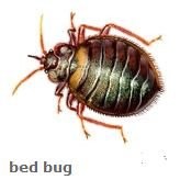 Loyal Termite & Pest Control Co., Inc.