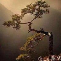 王向儒