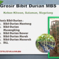 Grosirbibit Durian