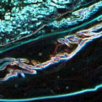 El Menouar Salah