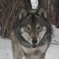 Howling Wolf