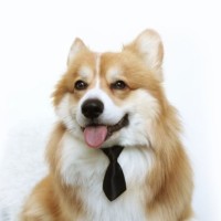 Koning Corgi