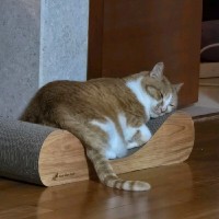 조재연