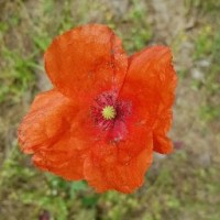 Elisa A