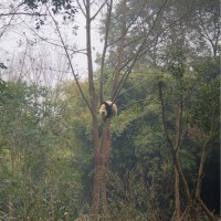 陈丽敏