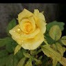 Narmatha Priya