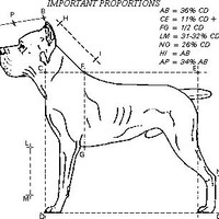 san rocco Cane Corso