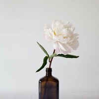 袁昕怡