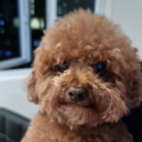Cody The Dog