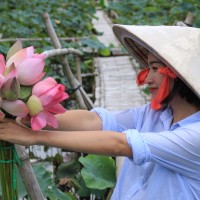 Hồng Vân