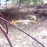 Emon Sarkar