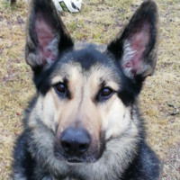 Angeliqua Strandberg