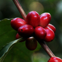 Shireen Salaverria Barake