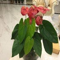 刘海姣