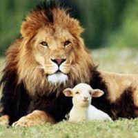agnus dei