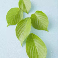 林林姐