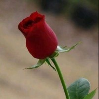 محمد المدبس