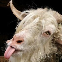 The Goat