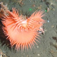 Savante Marine Researcher A/C