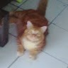 dony yudha