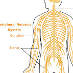 Nervous System