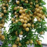 رضا ع