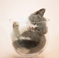 陈绍锋