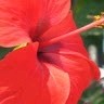 Cleuza Brum