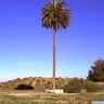 احمد ابومحمد
