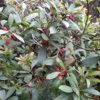 周颜伟