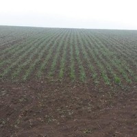 Сабир Мурадов