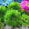Meghana H S