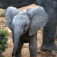 Lakshmi Priya Rajendran