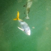 Dr Curt (Doc Fizz) Ficenec