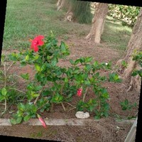 Soukaina Bk