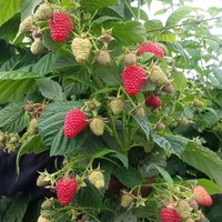 José Maurilio Rodríguez Mesa