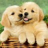 Shalini Baby