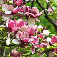 Марина Кульбака
