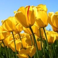 JAY SMITH