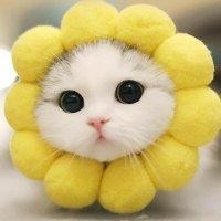 胡伟霞