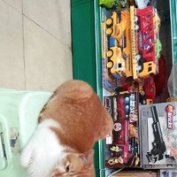 何耀军