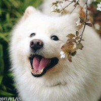 何淑菲