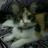 Zahrat El Firdaous BOURHIL