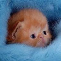 Mr. Bunnywabbit