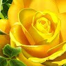 Ashu Tomar