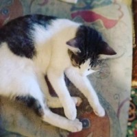 Edina Adina De Costanzo